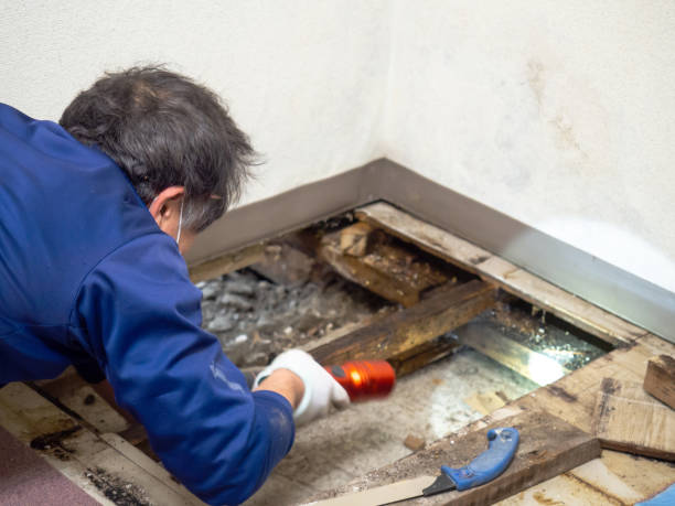Best Crawl Space Mold Removal  in Niceville, FL